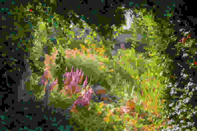 Sun and shade plants in a garden bed