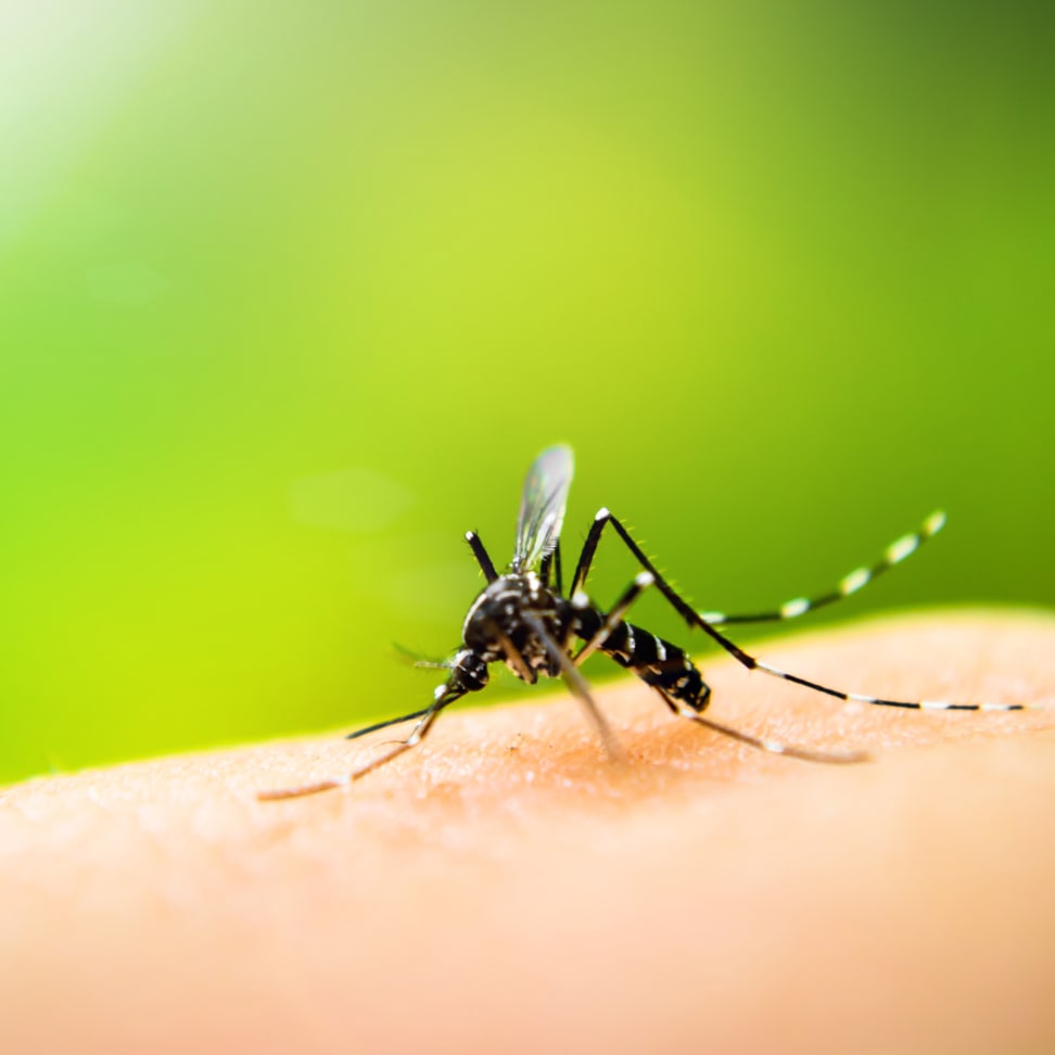How to on sale keep mosquitoes away