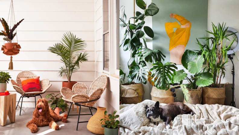 Left: A brown dog sits on the floor surrounded by plants; Right: a black dog sleeps by numerous plants.