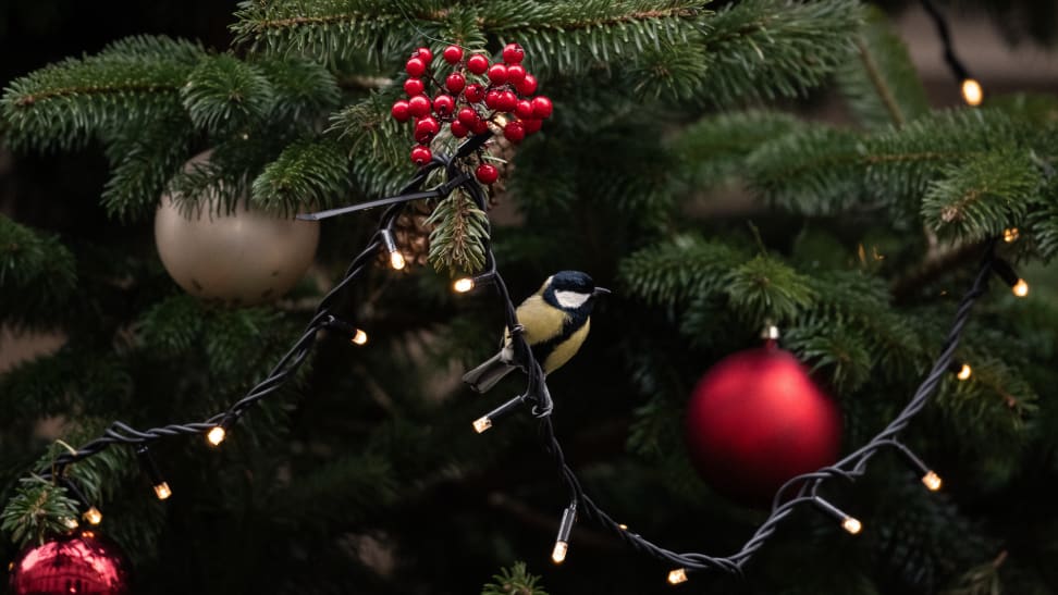 A great tit sits next to the baubles in the Christmas tree as the press wait for politicians on Downing Street on December 16, 2019 in London, England. The UK's Prime Minister is set to hold a mini Cabinet reshuffle to replace outgoing ministers following last week's general election victory.