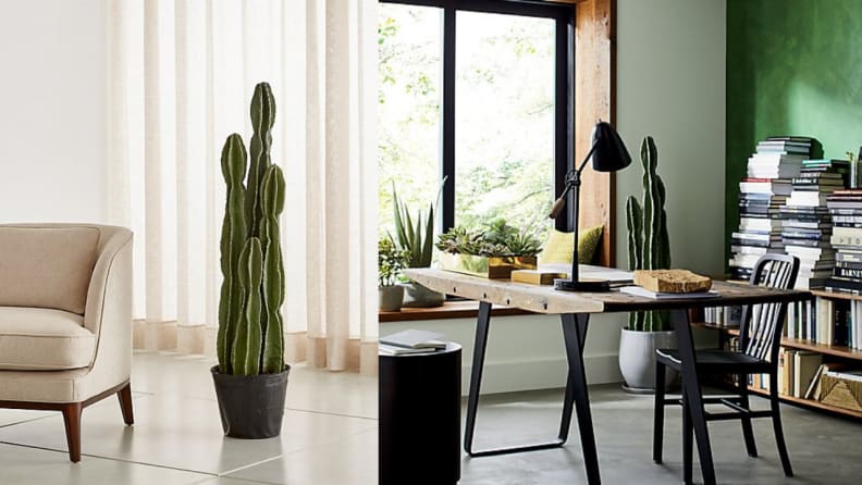 This stunning cactus looks like it belongs in the middle of the desert.