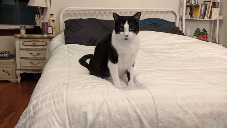 A cat sits on a bed made with a white comforter