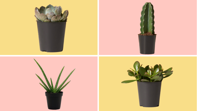 Photo collage of a Echeveria Garotto potted plant, a Cuddly Cactus potted plant, an aloe vera potted plant and a Sunset Jade potted plant.