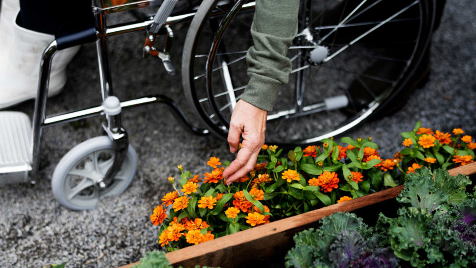 Person leaning over in their wheelchair to tend to orange flowers on ground.