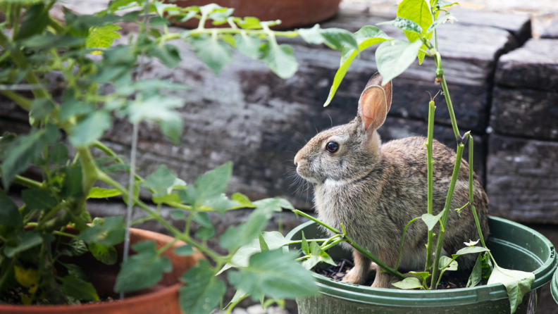 A rabbit sits in a garden