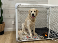 Large Golden Retriever dog inside of the Diggs Evolv Dog Crate on top of hardwood floor of residential home.