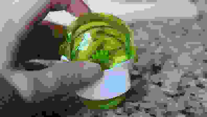 Garlic