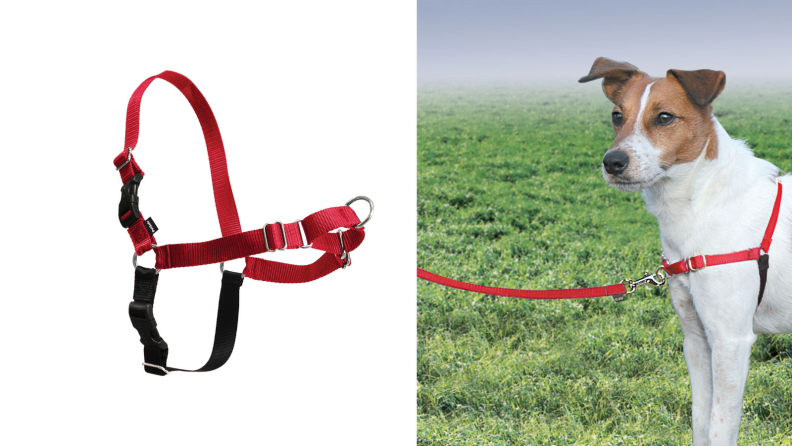 An image of a harness and the same harness on a dog.