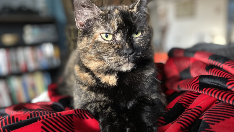 An image of a proud cat sitting on a plaid blanket.