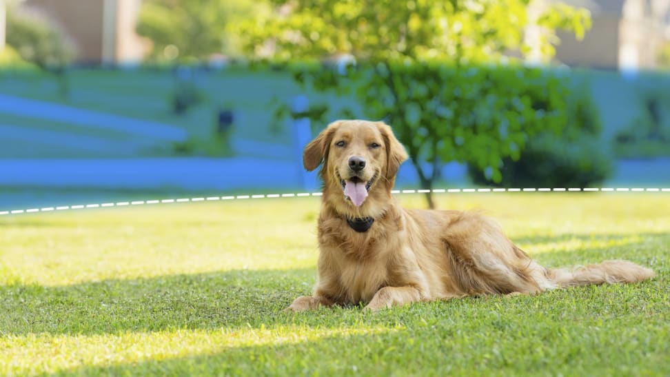 A golden retriever happily relaxing on the grass in a yard, with a visible boundary line representing petsafe wireless fences.