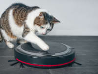 Cat playing with a robot vacuum.