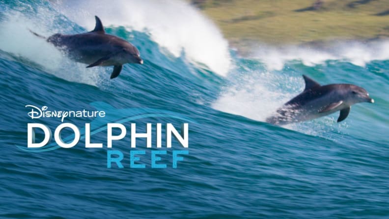 Dolphin Reef documentary title card
