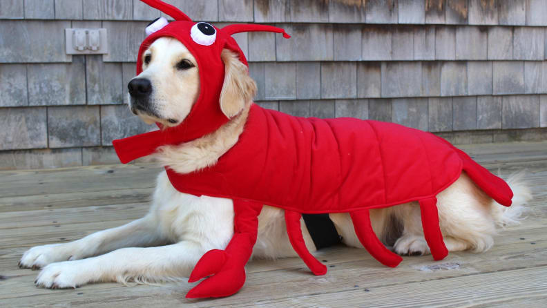 Best Large Dog Halloween Costumes of 2021