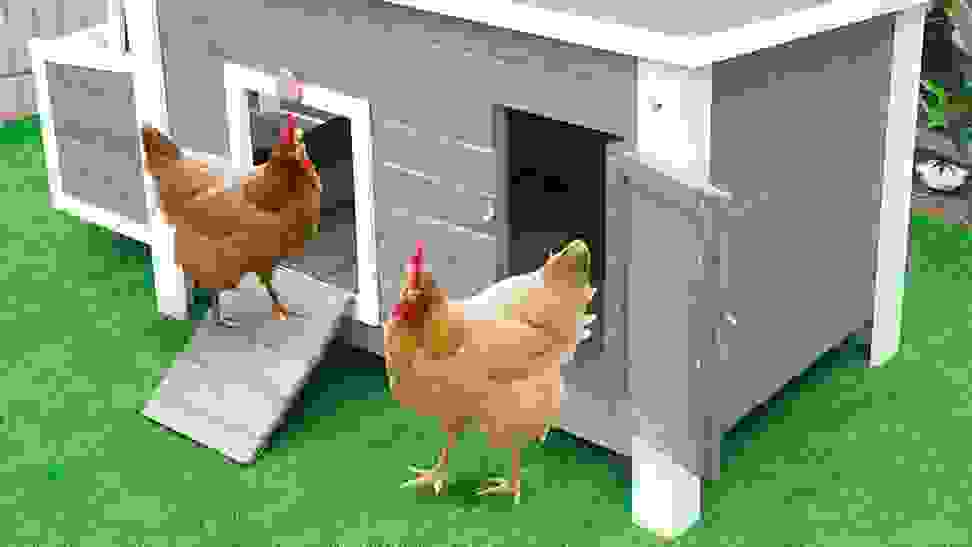 Two chickens entering their chicken coop in the backyard.
