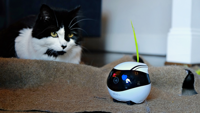 Cat staring at the Enabot with a green feather