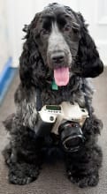 DogAndCamera-donebythehandsofabrokenartist.jpg