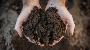 Two hands hold a handful of earthy brown compost