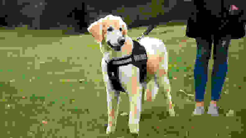 Dogline Unimax Multi-Purpose Dog Harness