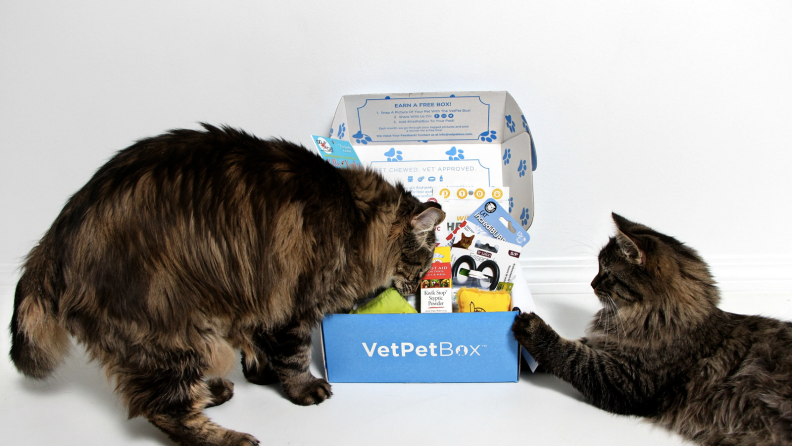 Two cats inspecting the contents of an open box