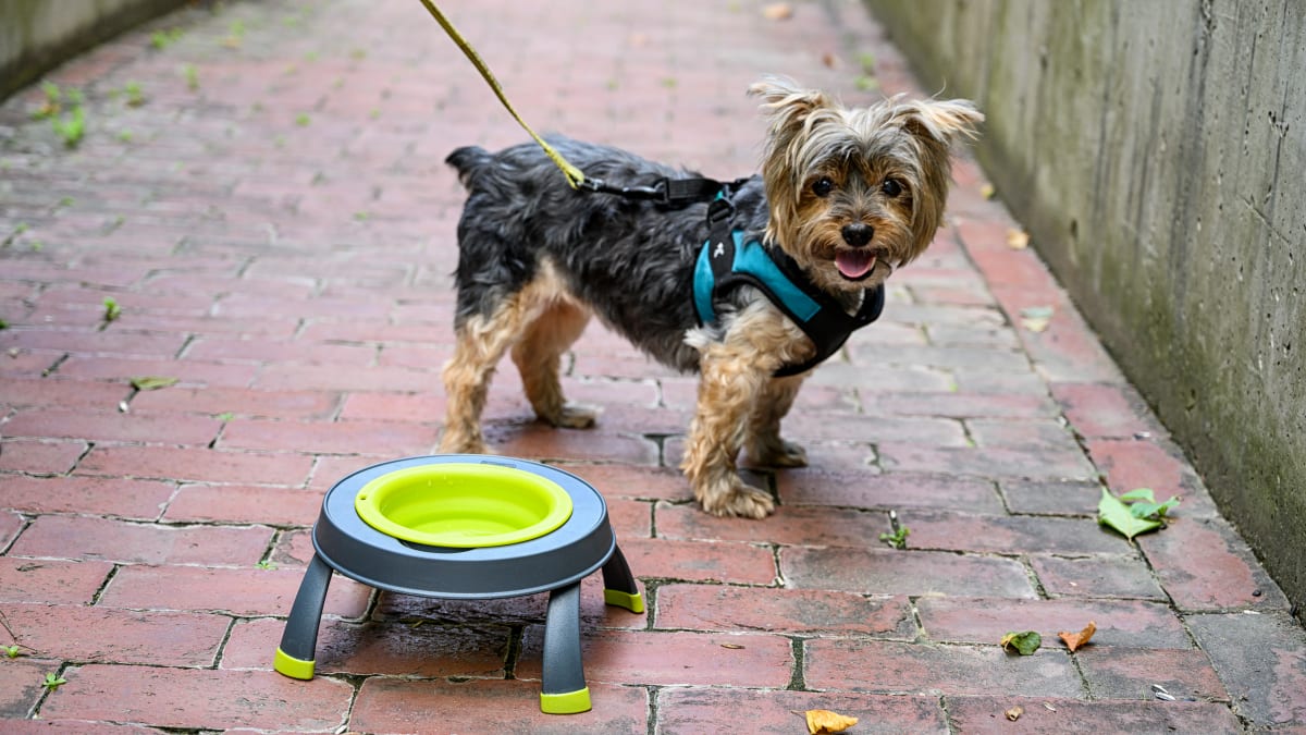 The 10 Best Elevated Dog Bowls of 2024