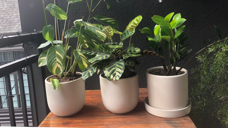 Three green plants sit on a table in small grey pots.