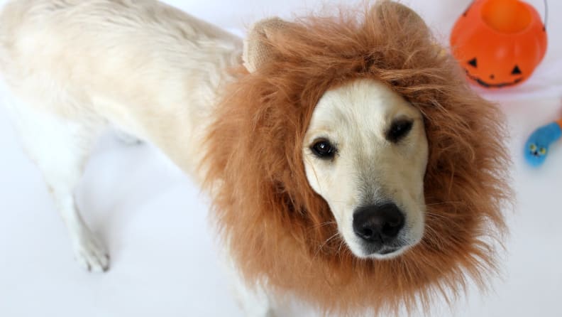 "Rawr," says Addy, a fierce lioness.