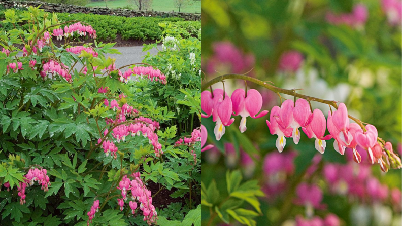 Bleeding hearts flowers