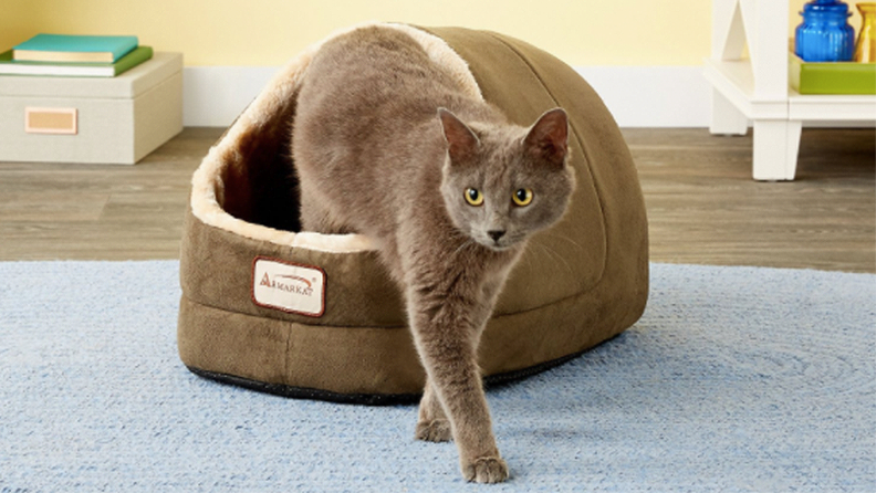 Cat emerging from covered bed