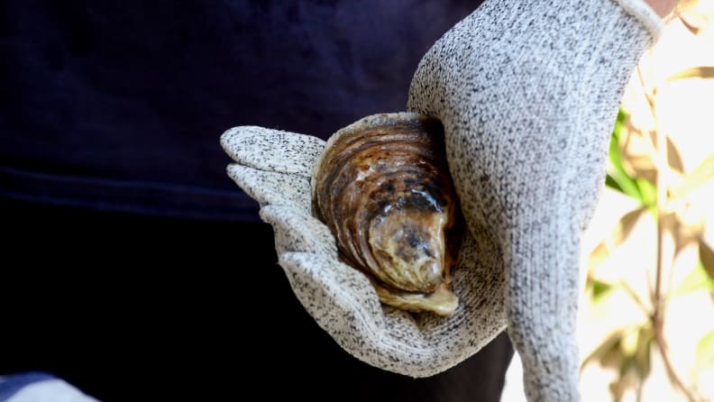 A person is holding an oyster with gloves on.