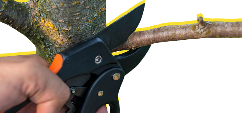 Person holding shears and pruning branch.