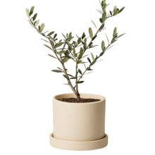 Product image of A live plant from The Sill