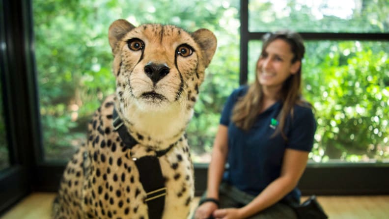 FaceTiming with a cheetah? Where do we sign up?!