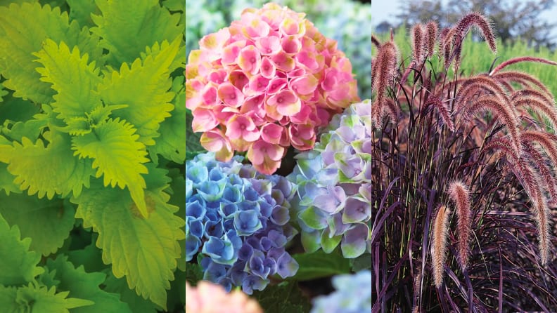 Three images of colorful flowers in a garden.