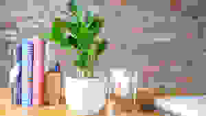 灰色的花盆里有一株ZZ植物，和书一起放在桌子上。