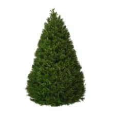 Product image of Douglas Fir Live Christmas Tree