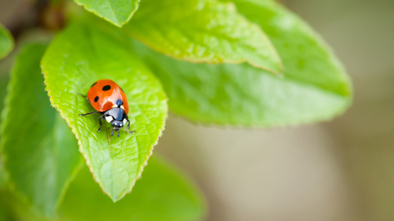 A ladybug on a leaf