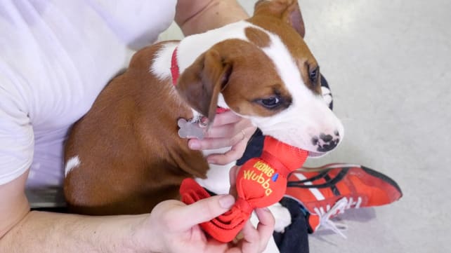 Kong Small Wubba Dog Toy