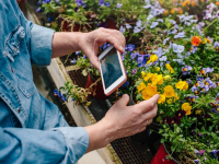 Person taking picture of flower with camera phone