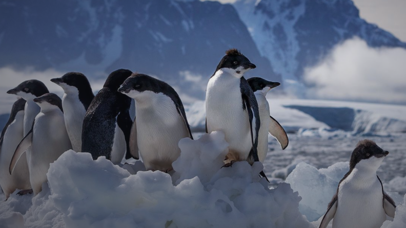 A group of Penguins stand together on icy rocks.