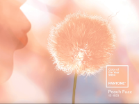 Peach dandelions and clouds