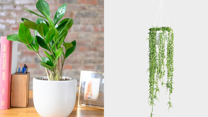 A ZZ Plant from The Sill and a fake plant from Nearly Natural, among the best 30th birthday gift ideas.