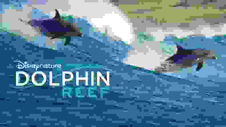 Dolphin Reef documentary title card