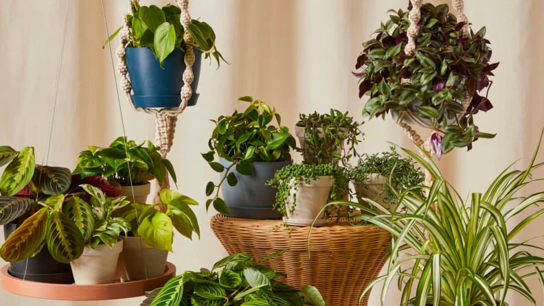 Stacks of potted and hanging plants.