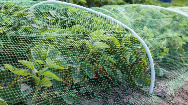 Netting over a plant