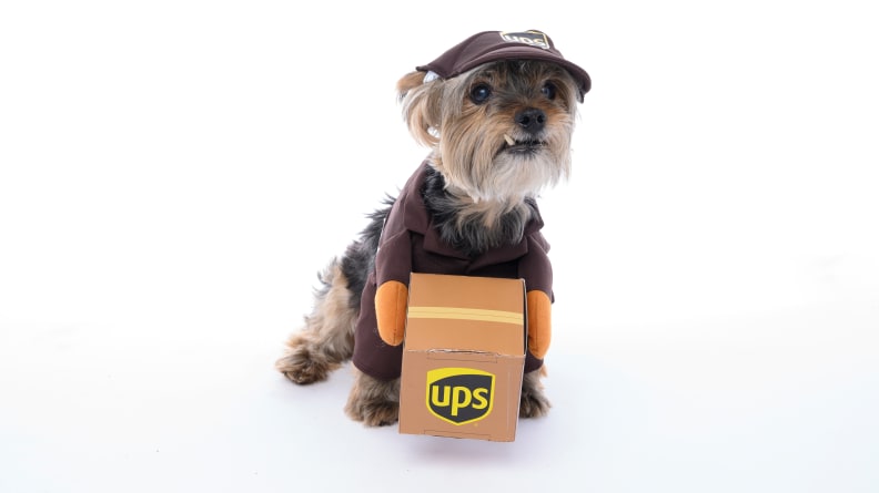 Ups Dog Costume Size Chart