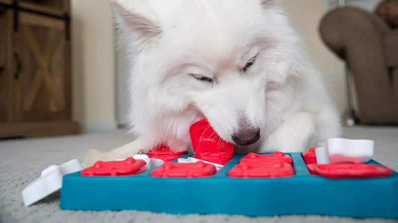An image of a dog playing with a puzzle.