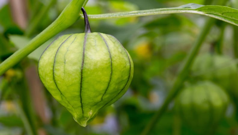 Young Tomatillo