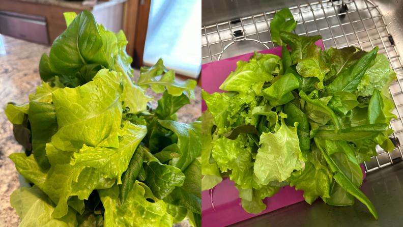 Leafy green plants on top of counter and inside of sink.