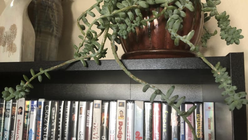 Burro's tail plant.