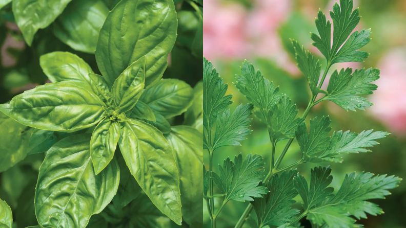 Basil and parsely plants outdoors on vines.